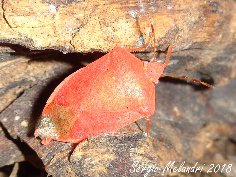 Nezara viridula  variante rossa:   Nezara viridula 